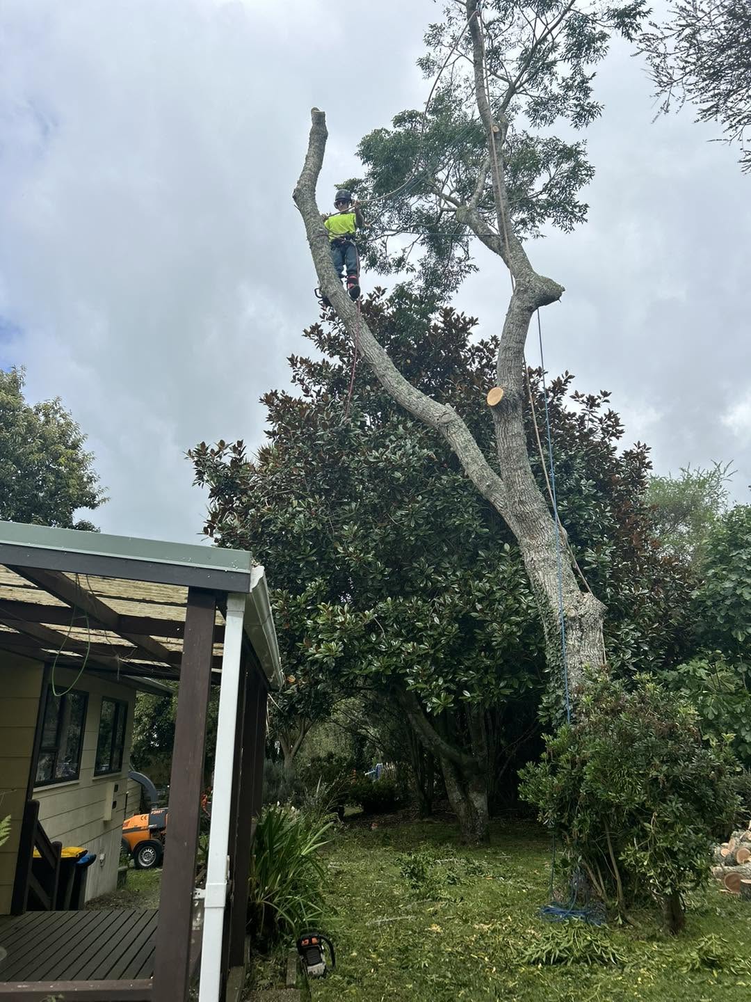 Touch Wood Tree Care - tree work Waikato